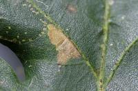 Ectoedemia subbimaculella