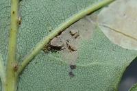 Ectoedemia subbimaculella