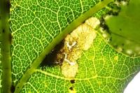 Ectoedemia subbimaculella