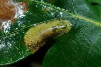 Phyllonorycter quercifoliella