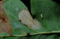 Phyllonorycter quercifoliella