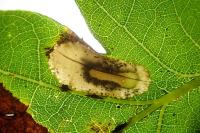 Phyllonorycter quercifoliella
