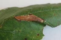 Phyllonorycter cerasicolella