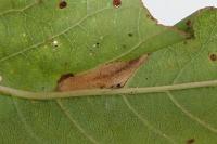 Phyllonorycter cerasicolella