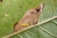 Phyllonorycter cerasicolella