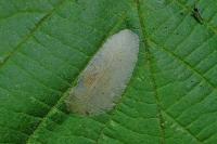 Phyllonorycter coryli