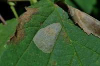 Phyllonorycter coryli