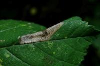 Phyllonorycter schreberella