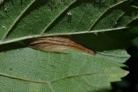 Phyllonorycter schreberella
