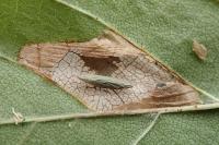 Phyllonorycter schreberella