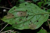 Coleophora ahenella