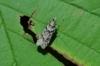 Eudonia angustea