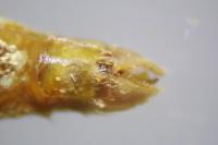 Epirrita dilutata