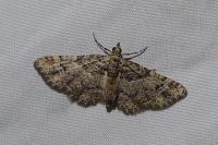 Gymnoscelis rufifasciata