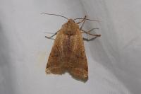 Agrochola lychnidis