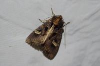 Trigonophora flammea