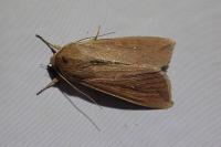 Mythimna unipuncta