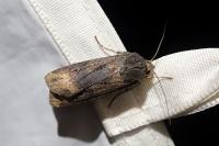 Agrotis ipsilon