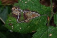 Stigmella aurella/splendidissimella