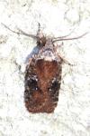 Agonopterix purpurea
