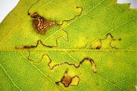 Stigmella betulicola