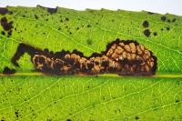 Stigmella obliquella