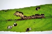 Stigmella nivenburgensis