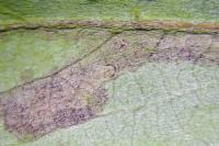 Stigmella nivenburgensis
