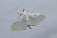Palpita vitrealis