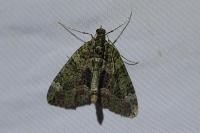 Chloroclysta siterata