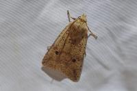 Leptologia blidaensis