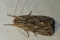 Asteroscopus sphinx