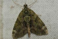 Chloroclysta siterata