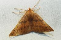 Colotois pennaria