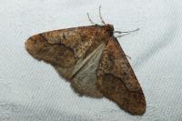 Erannis defoliaria