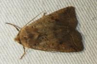 Leptologia blidaensis