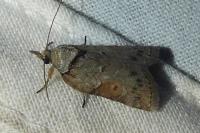 Nycteola revayana