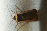 Ochropleura leucogaster