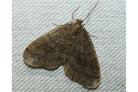 Operophtera brumata