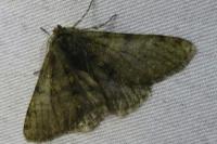 Phigalia pilosaria