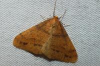 Phigaliohybernia aurantiaria