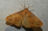 Phigaliohybernia aurantiaria
