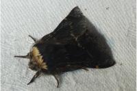 Poecilocampa populi