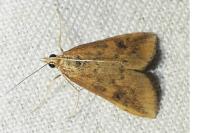 Udea ferrugalis