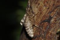Operophtera brumata