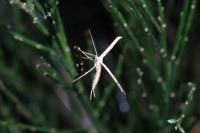 Emmelina argoteles/monodactyla