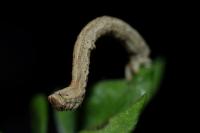 Peribatodes rhomboidaria