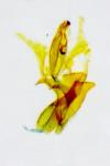 Aproaerema cinctella