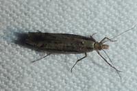 Ypsolopha ustella