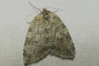 Epirrita